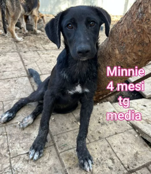 2 mesi cuccioli in adozione  | Foto 6
