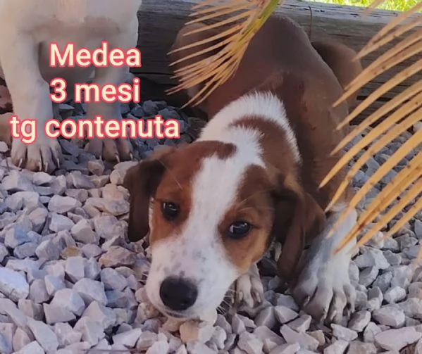 2 mesi cuccioli in adozione  | Foto 6