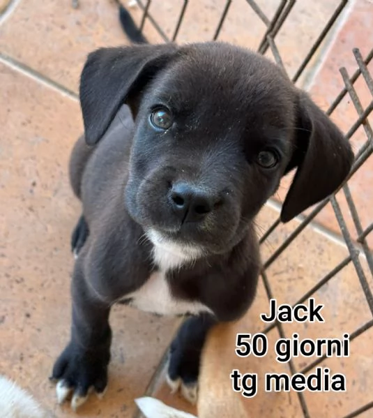 2 mesi cuccioli in adozione  | Foto 4