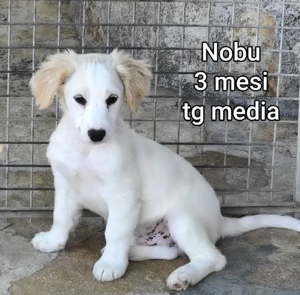 2 mesi cuccioli in adozione  | Foto 3