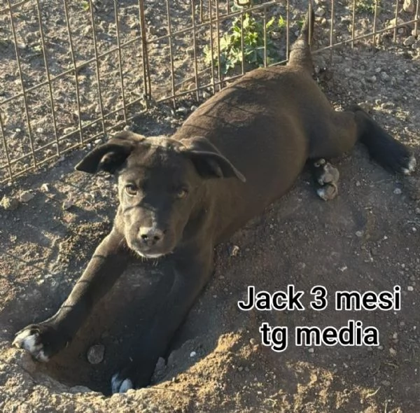 2 mesi cuccioli in adozione  | Foto 5