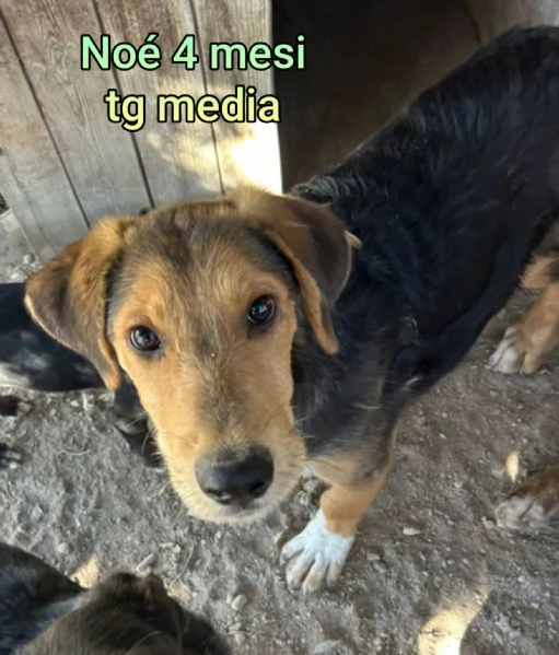 2 mesi cuccioli in adozione  | Foto 5
