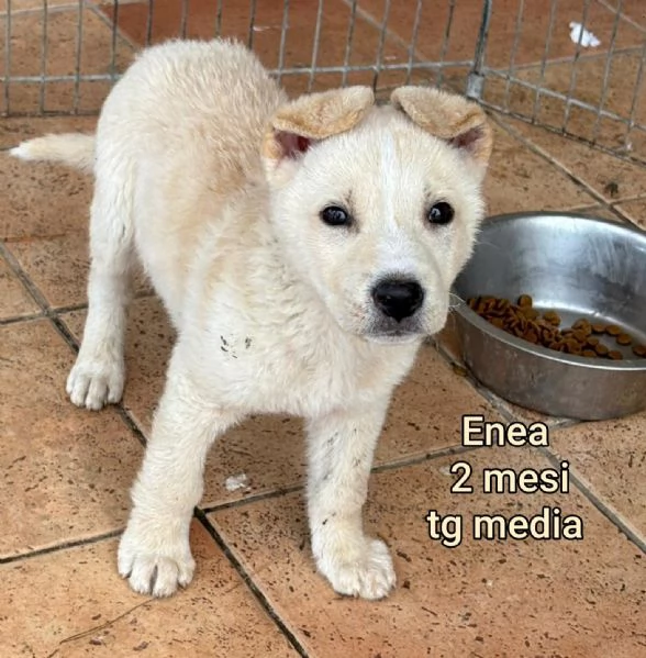 2 mesi cuccioli in adozione  | Foto 3