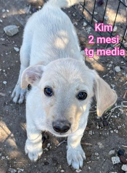 2 mesi cuccioli in adozione  | Foto 3