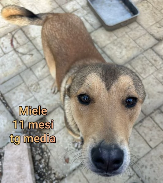 2 mesi cuccioli in adozione  | Foto 6