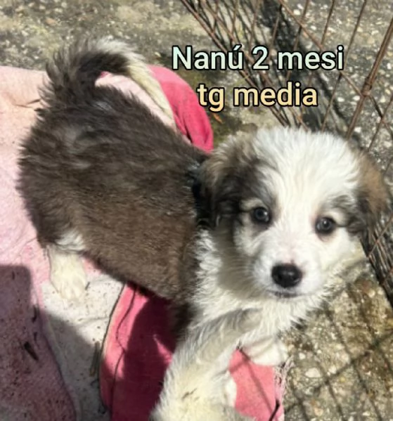 2 mesi cuccioli in adozione  | Foto 1