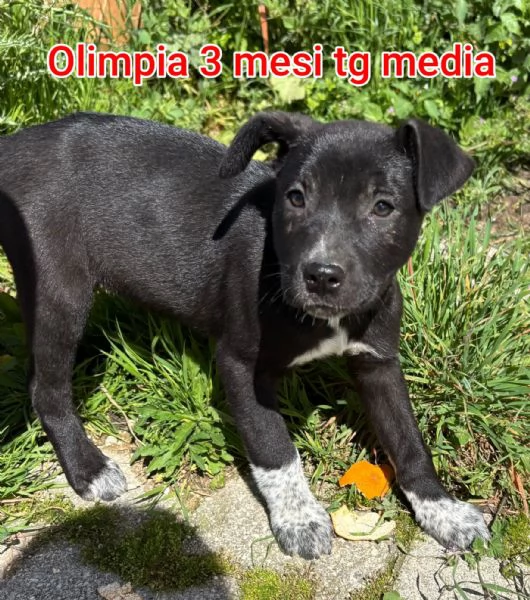 2 mesi cuccioli in adozione  | Foto 5