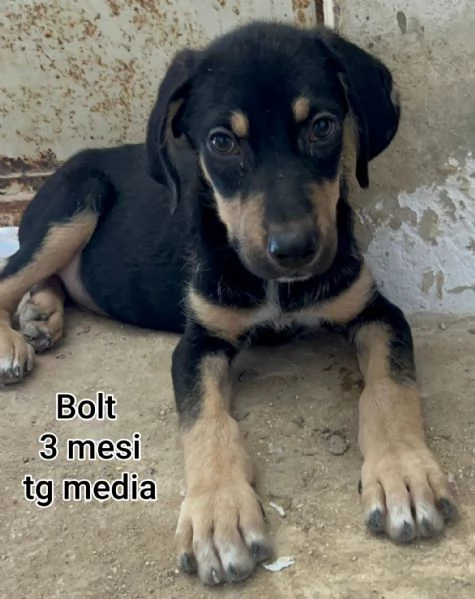 2 mesi cuccioli in adozione  | Foto 4