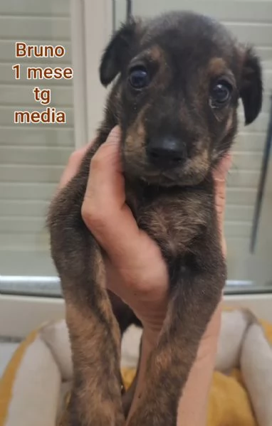 2 mesi cuccioli in adozione  | Foto 2