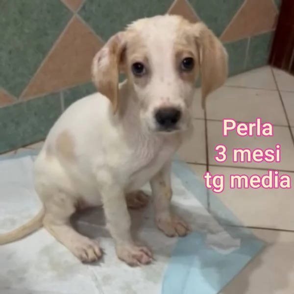 2 mesi cuccioli in adozione  | Foto 3