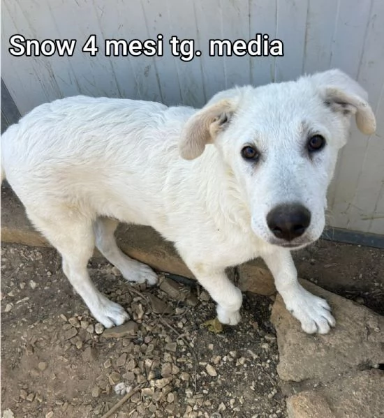 2 mesi cuccioli in adozione  | Foto 0