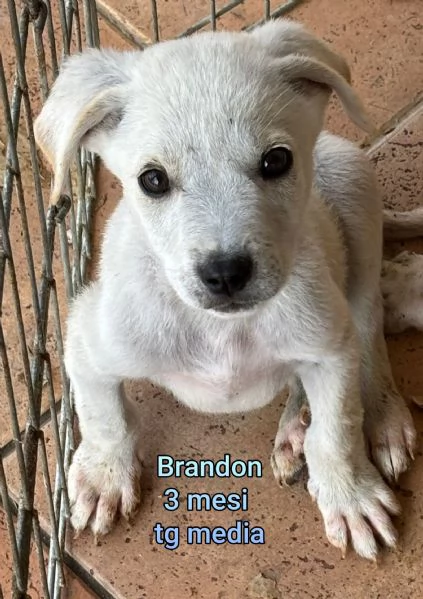 2 mesi cuccioli in adozione  | Foto 4