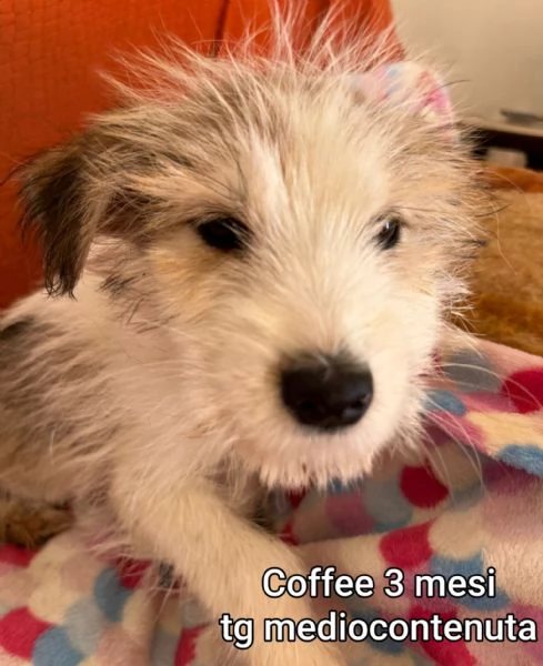 2 mesi cuccioli in adozione  | Foto 2