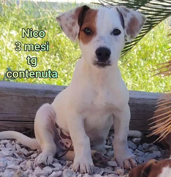 2 mesi cuccioli in adozione  | Foto 3