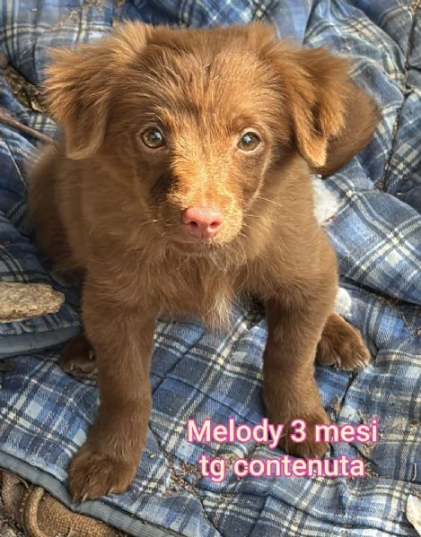 2 mesi cuccioli in adozione 