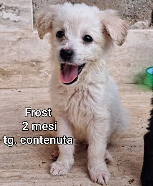 2 mesi cuccioli in adozione  | Foto 1