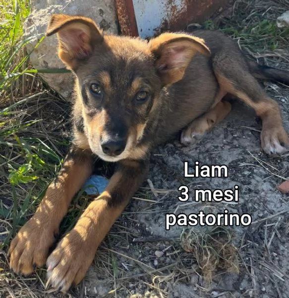 2 mesi cuccioli in adozione  | Foto 2