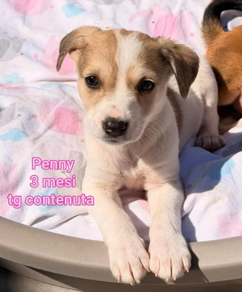 2 mesi cuccioli in adozione 