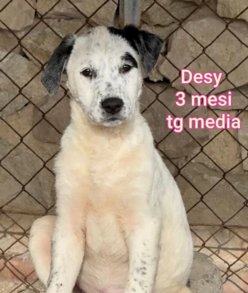 2 mesi cuccioli in adozione  | Foto 1