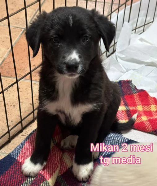 2 mesi cuccioli in adozione  | Foto 0