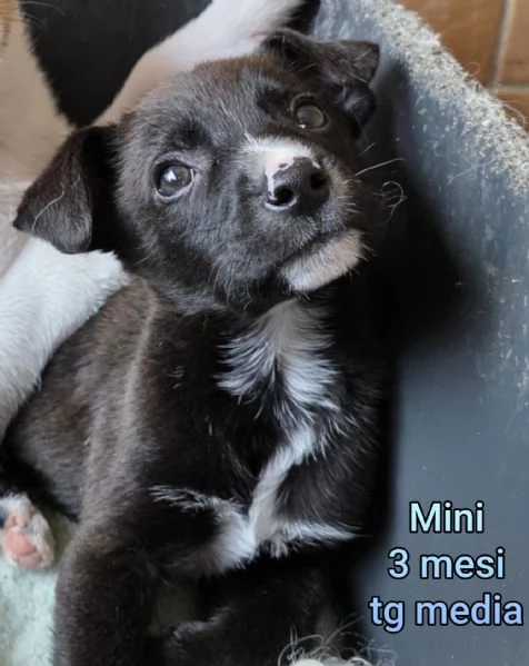 2 mesi cuccioli in adozione  | Foto 3