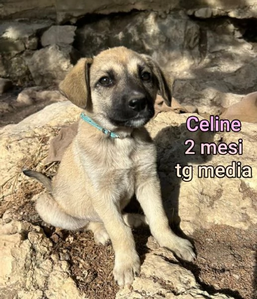 2 mesi cuccioli in adozione  | Foto 0
