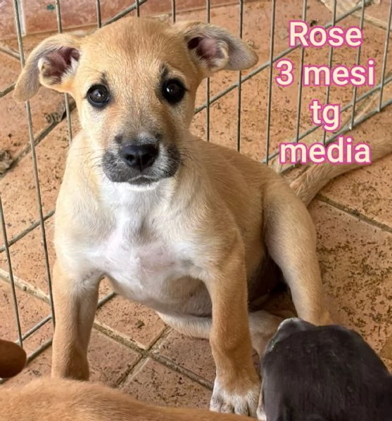 2 mesi cuccioli in adozione  | Foto 2