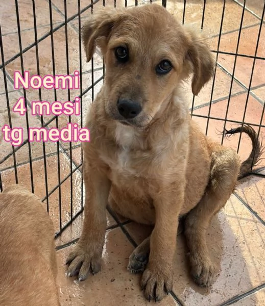 2 mesi cuccioli in adozione  | Foto 2