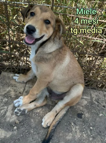 2 mesi cuccioli in adozione  | Foto 2