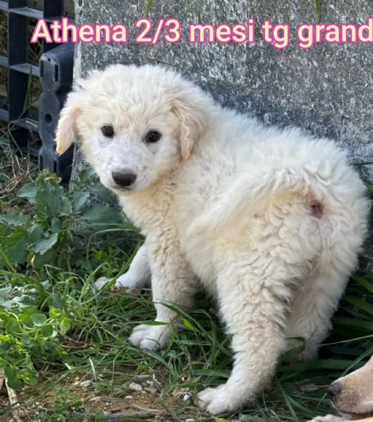 2 mesi cuccioli in adozione  | Foto 2