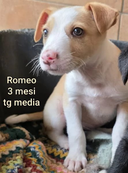 2 mesi cuccioli in adozione  | Foto 1