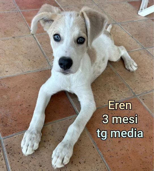 2 mesi cuccioli in adozione  | Foto 1