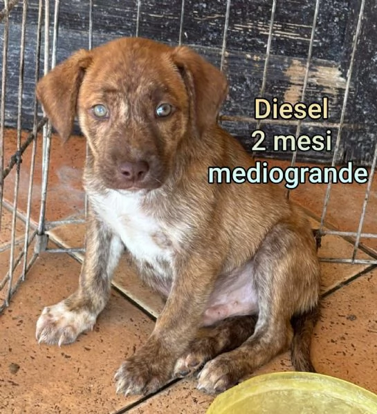 2 mesi cuccioli in adozione  | Foto 1