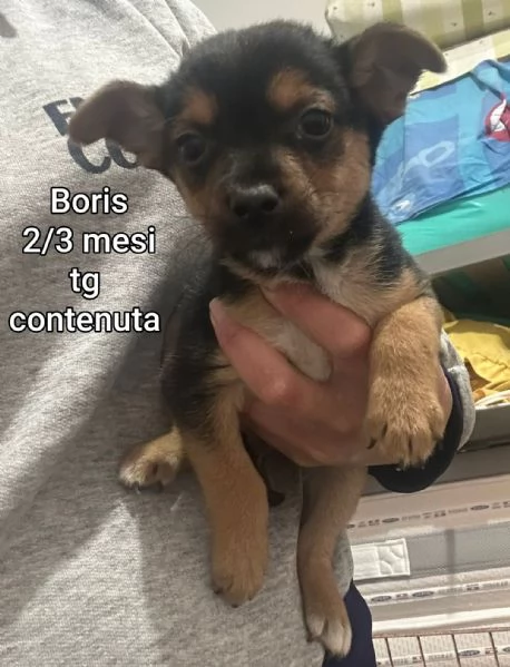 2 mesi cuccioli in adozione  | Foto 0