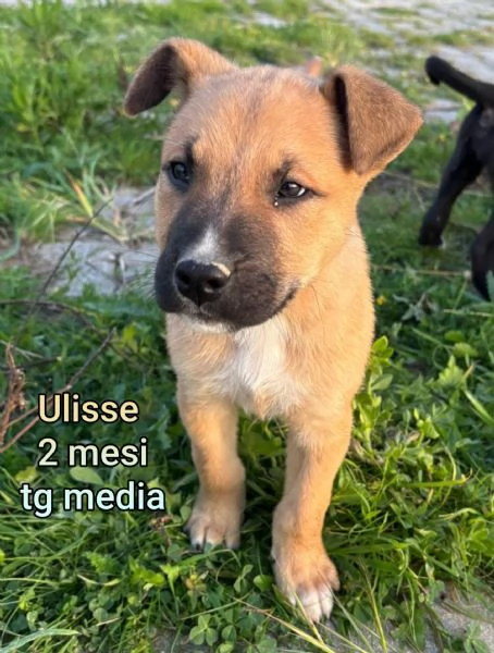 2 mesi cuccioli in adozione 