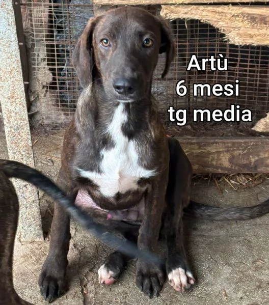 2 mesi cuccioli in adozione  | Foto 0