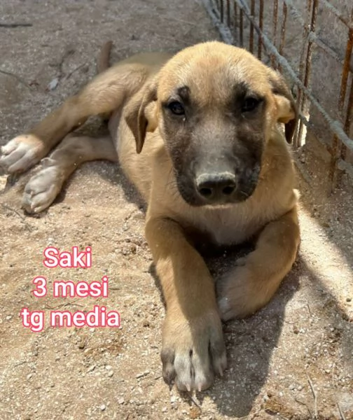 2 mesi cuccioli in adozione 