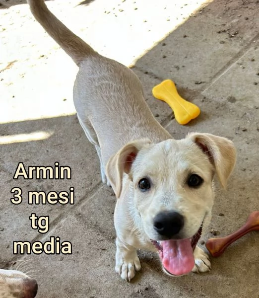 2 mesi cuccioli in adozione  | Foto 0
