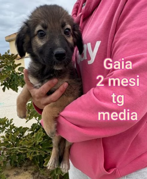 adotta un cucciolo bisognoso 