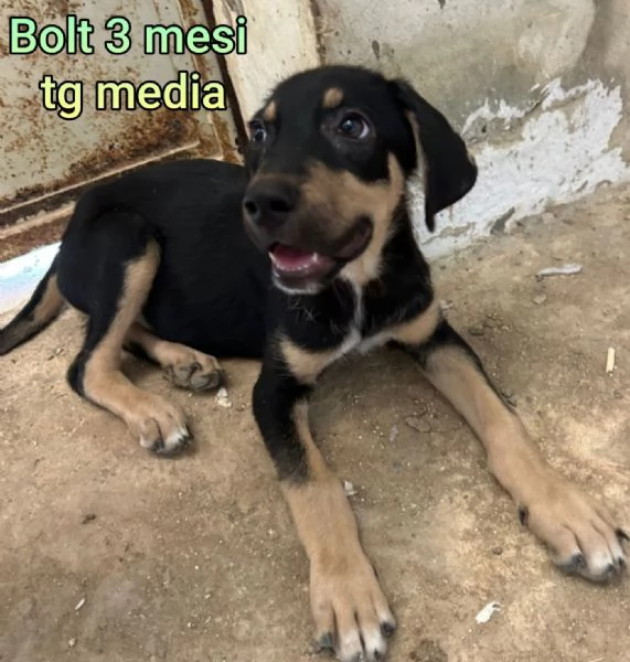 adotta un cucciolo bisognoso  | Foto 6