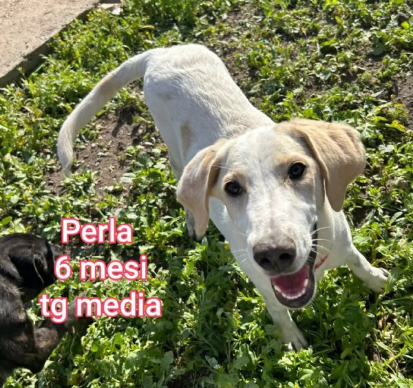 adotta un cucciolo bisognoso  | Foto 6