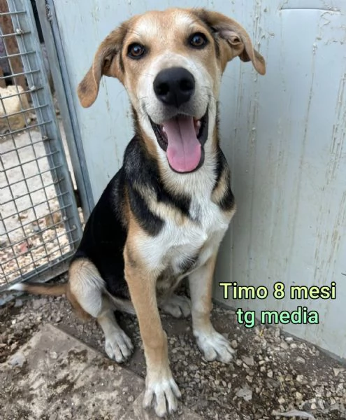 adotta un cucciolo bisognoso  | Foto 6