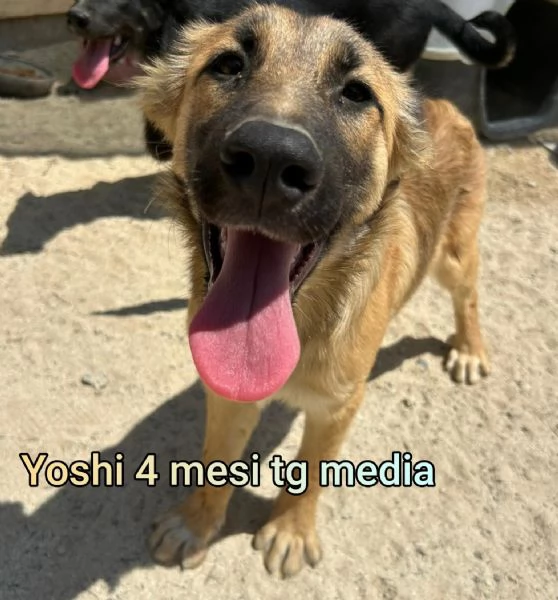 adotta un cucciolo bisognoso  | Foto 6