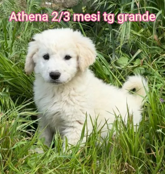 adotta un cucciolo bisognoso  | Foto 6