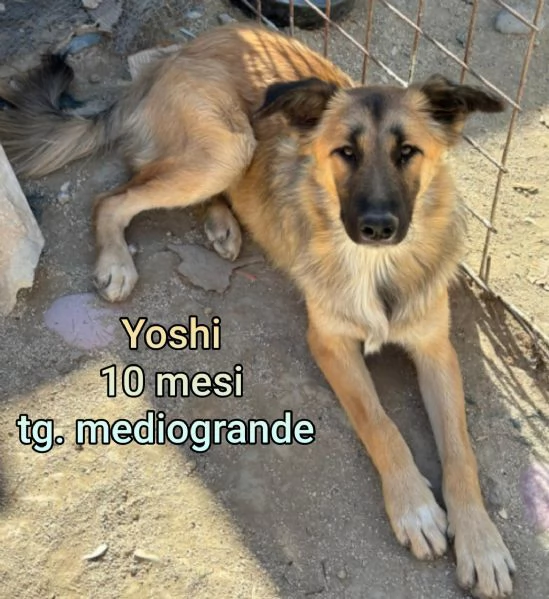 adotta un cucciolo bisognoso  | Foto 5