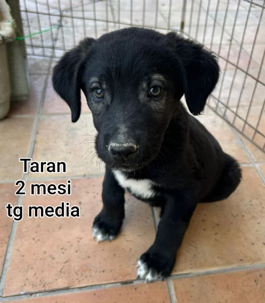 adotta un cucciolo bisognoso  | Foto 6