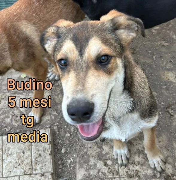 adotta un cucciolo bisognoso  | Foto 5