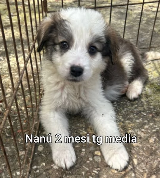 adotta un cucciolo bisognoso  | Foto 6