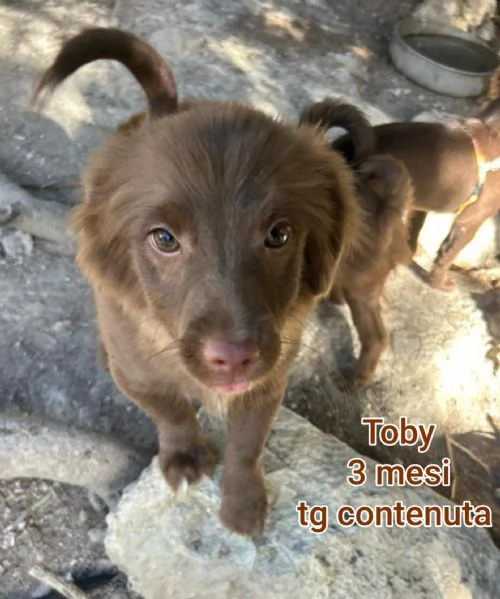 adotta un cucciolo bisognoso  | Foto 5