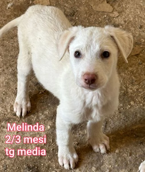 adotta un cucciolo bisognoso  | Foto 3